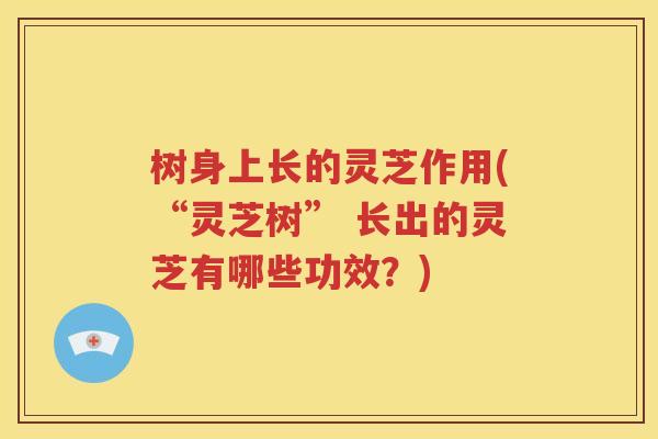 树身上长的灵芝作用(“灵芝树” 长出的灵芝有哪些功效？)