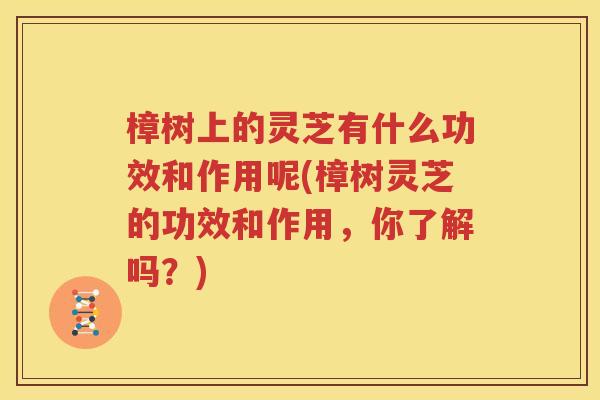 樟树上的灵芝有什么功效和作用呢(樟树灵芝的功效和作用，你了解吗？)
