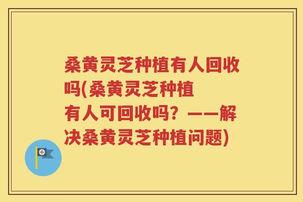桑黄灵芝种植有人回收吗(桑黄灵芝种植  有人可回收吗？——解决桑黄灵芝种植问题)