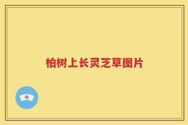 柏树上长灵芝草图片