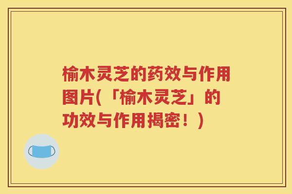 榆木灵芝的药效与作用图片(「榆木灵芝」的功效与作用揭密！)