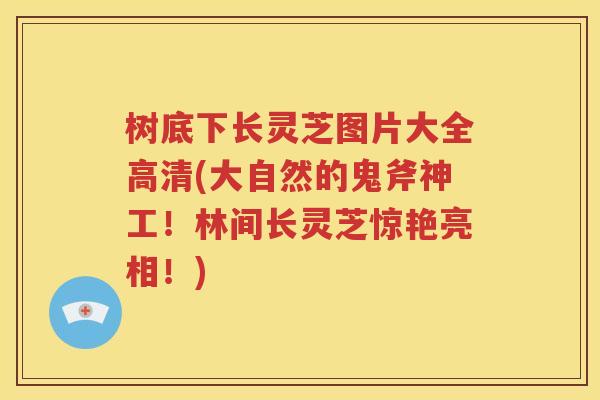 树底下长灵芝图片大全高清(大自然的鬼斧神工！林间长灵芝惊艳亮相！)
