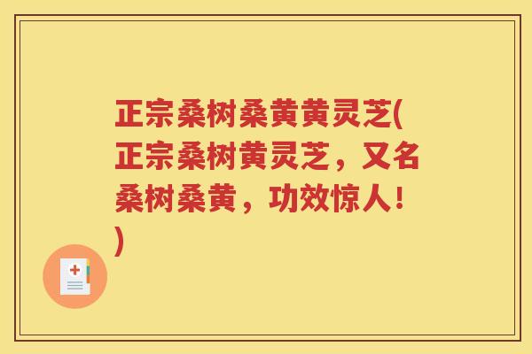 正宗桑树桑黄黄灵芝(正宗桑树黄灵芝，又名桑树桑黄，功效惊人！)
