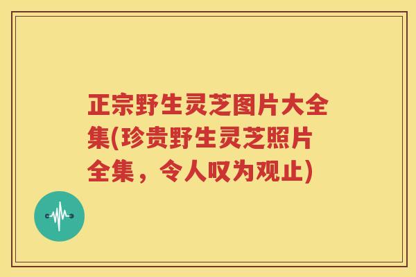 正宗野生灵芝图片大全集(珍贵野生灵芝照片全集，令人叹为观止)