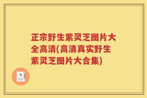 正宗野生紫灵芝图片大全高清(高清真实野生紫灵芝图片大合集)