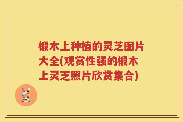 椴木上种植的灵芝图片大全(观赏性强的椴木上灵芝照片欣赏集合)