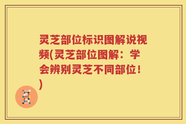 灵芝部位标识图解说视频(灵芝部位图解：学会辨别灵芝不同部位！)