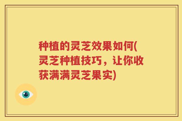 种植的灵芝效果如何(灵芝种植技巧，让你收获满满灵芝果实)