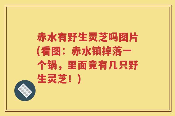 赤水有野生灵芝吗图片(看图：赤水镇掉落一个锅，里面竟有几只野生灵芝！)