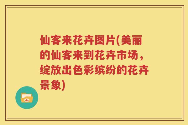 仙客来花卉图片(美丽的仙客来到花卉市场，绽放出色彩缤纷的花卉景象)
