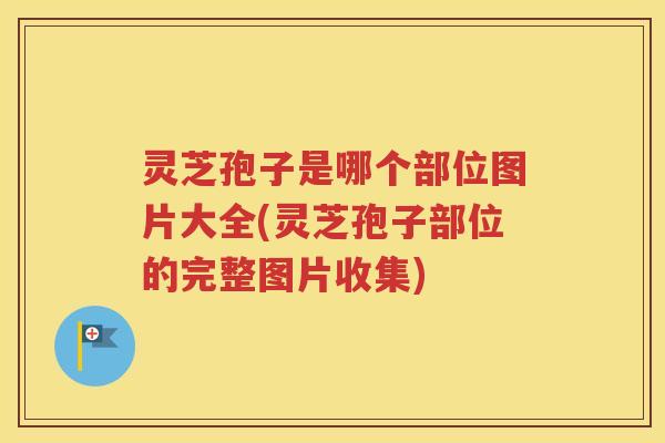 灵芝孢子是哪个部位图片大全(灵芝孢子部位的完整图片收集)
