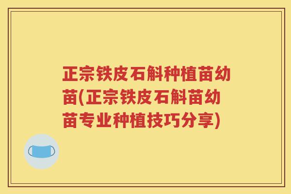 正宗铁皮石斛种植苗幼苗(正宗铁皮石斛苗幼苗专业种植技巧分享)