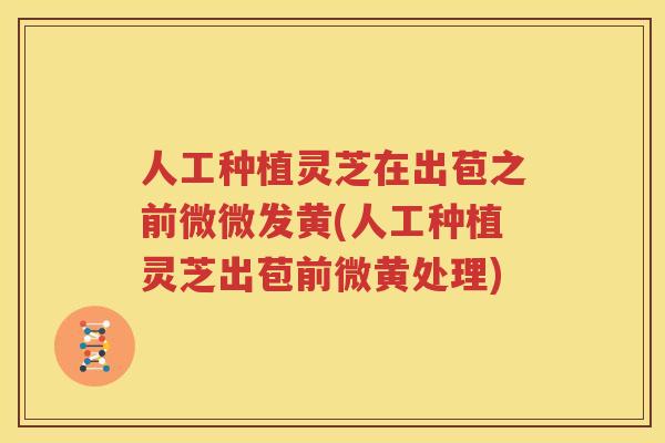 人工种植灵芝在出苞之前微微发黄(人工种植灵芝出苞前微黄处理)
