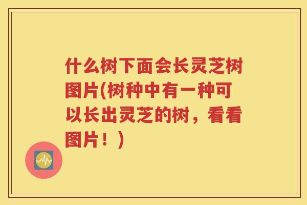 什么树下面会长灵芝树图片(树种中有一种可以长出灵芝的树，看看图片！)