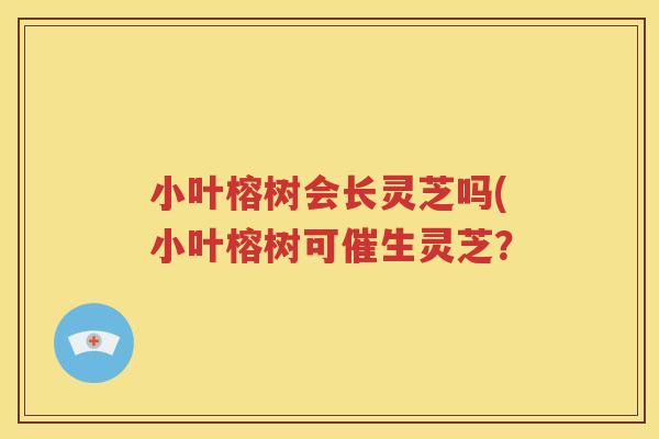 小叶榕树会长灵芝吗(小叶榕树可催生灵芝？