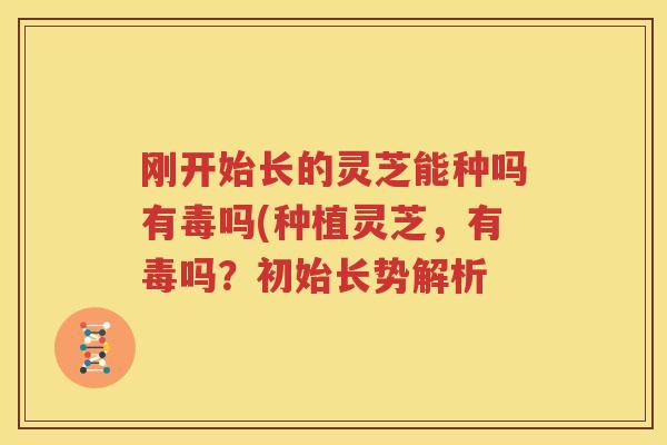 刚开始长的灵芝能种吗有毒吗(种植灵芝，有毒吗？初始长势解析
