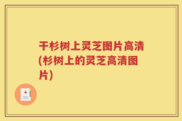 干杉树上灵芝图片高清(杉树上的灵芝高清图片)
