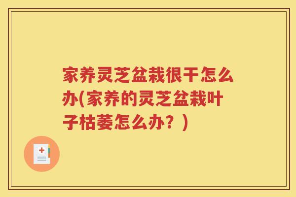 家养灵芝盆栽很干怎么办(家养的灵芝盆栽叶子枯萎怎么办？)