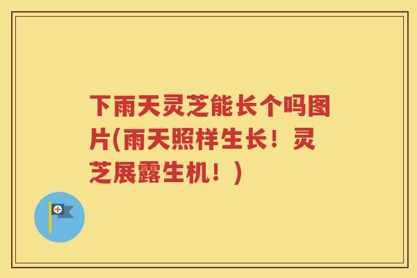 下雨天灵芝能长个吗图片(雨天照样生长！灵芝展露生机！)
