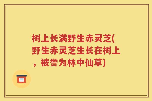 树上长满野生赤灵芝(野生赤灵芝生长在树上，被誉为林中仙草)