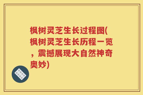 枫树灵芝生长过程图(枫树灵芝生长历程一览，震撼展现大自然神奇奥妙)