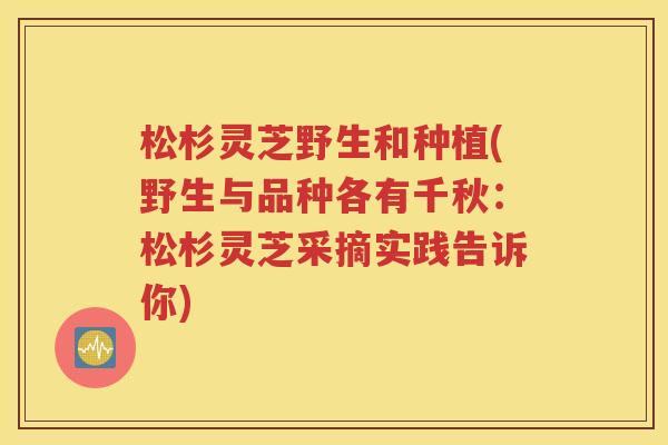 松杉灵芝野生和种植(野生与品种各有千秋：松杉灵芝采摘实践告诉你)