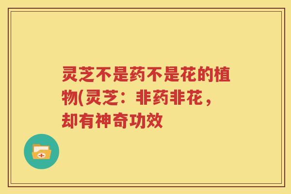 灵芝不是药不是花的植物(灵芝：非药非花，却有神奇功效