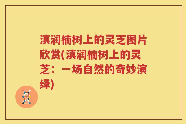 滇润楠树上的灵芝图片欣赏(滇润楠树上的灵芝：一场自然的奇妙演绎)