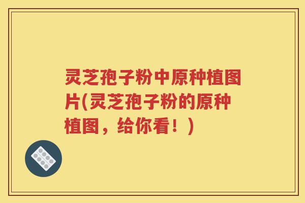 灵芝孢子粉中原种植图片(灵芝孢子粉的原种植图，给你看！)