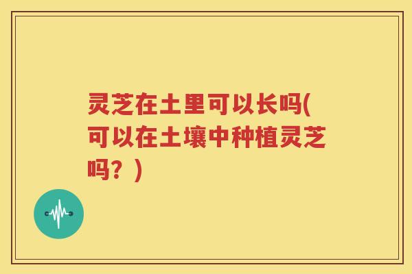 灵芝在土里可以长吗(可以在土壤中种植灵芝吗？)