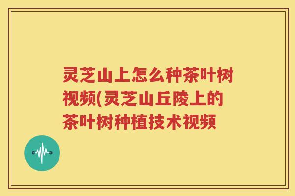 灵芝山上怎么种茶叶树视频(灵芝山丘陵上的茶叶树种植技术视频