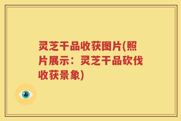灵芝干品收获图片(照片展示：灵芝干品砍伐收获景象)