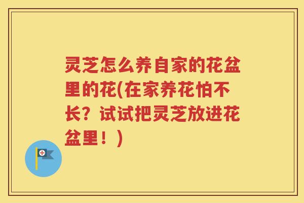 灵芝怎么养自家的花盆里的花(在家养花怕不长？试试把灵芝放进花盆里！)