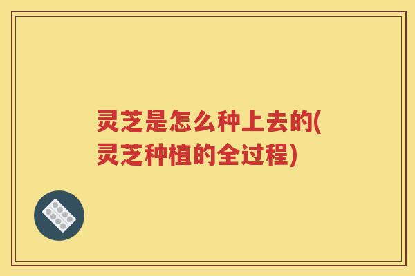 灵芝是怎么种上去的(灵芝种植的全过程)