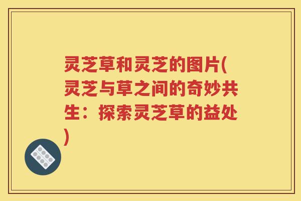 灵芝草和灵芝的图片(灵芝与草之间的奇妙共生：探索灵芝草的益处)