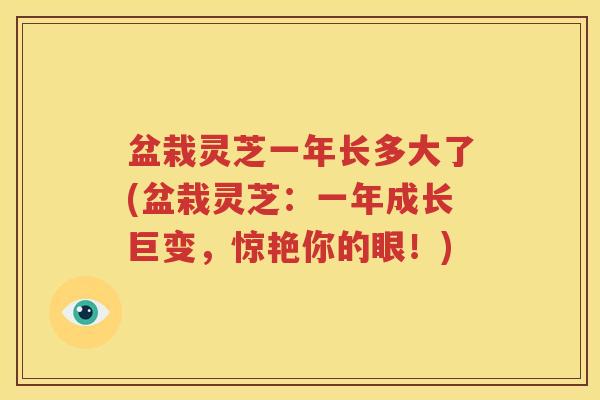 盆栽灵芝一年长多大了(盆栽灵芝：一年成长巨变，惊艳你的眼！)