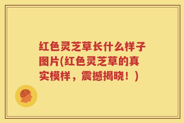 红色灵芝草长什么样子图片(红色灵芝草的真实模样，震撼揭晓！)