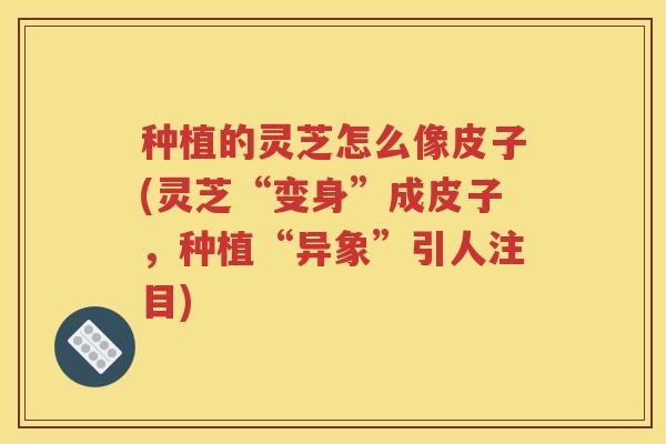 种植的灵芝怎么像皮子(灵芝“变身”成皮子，种植“异象”引人注目)