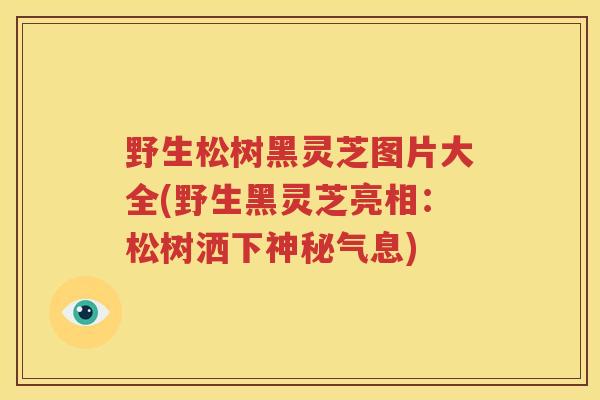 野生松树黑灵芝图片大全(野生黑灵芝亮相：松树洒下神秘气息)