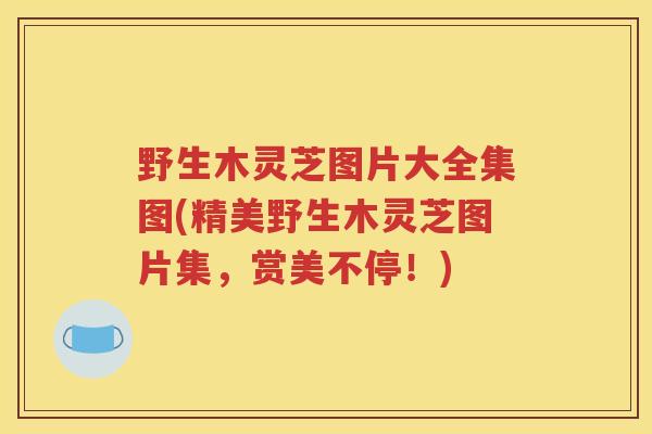 野生木灵芝图片大全集图(精美野生木灵芝图片集，赏美不停！)