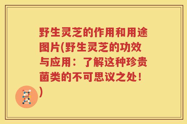 野生灵芝的作用和用途图片(野生灵芝的功效与应用：了解这种珍贵菌类的不可思议之处！)