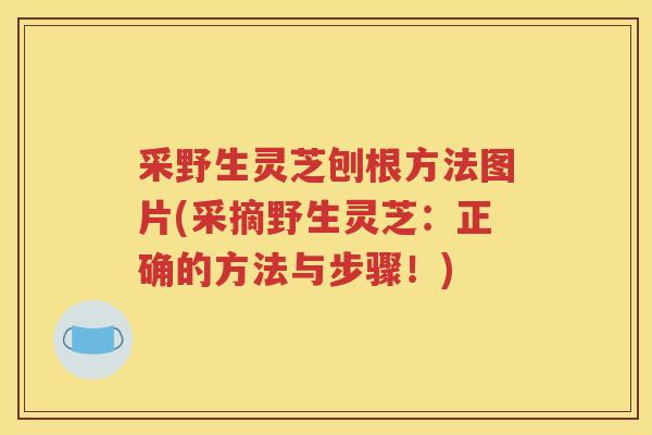 采野生灵芝刨根方法图片(采摘野生灵芝：正确的方法与步骤！)