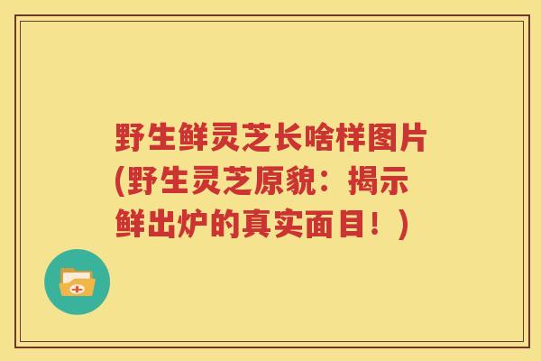 野生鲜灵芝长啥样图片(野生灵芝原貌：揭示鲜出炉的真实面目！)