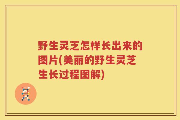 野生灵芝怎样长出来的图片(美丽的野生灵芝生长过程图解)