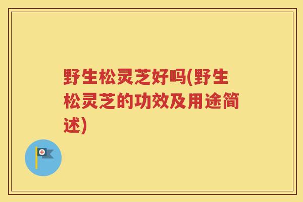 野生松灵芝好吗(野生松灵芝的功效及用途简述)