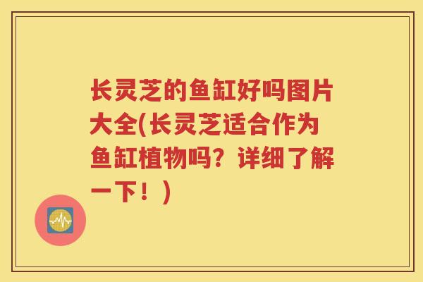 长灵芝的鱼缸好吗图片大全(长灵芝适合作为鱼缸植物吗？详细了解一下！)