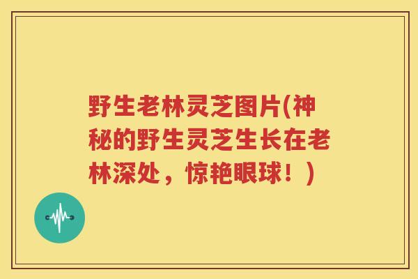野生老林灵芝图片(神秘的野生灵芝生长在老林深处，惊艳眼球！)