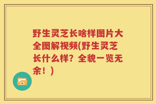 野生灵芝长啥样图片大全图解视频(野生灵芝长什么样？全貌一览无余！)