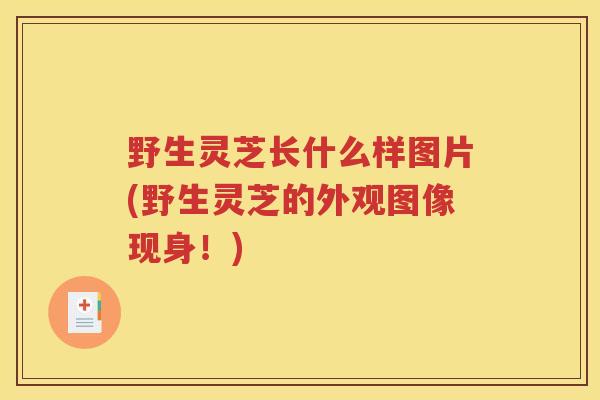 野生灵芝长什么样图片(野生灵芝的外观图像现身！)
