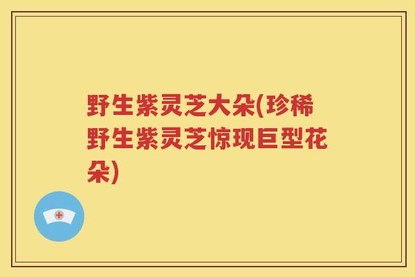 野生紫灵芝大朵(珍稀野生紫灵芝惊现巨型花朵)